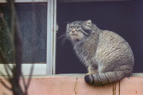 什麼動物可以養|【什麼動物可以養】50種室內人氣「不麻煩」寵物，讓你有伴不孤。